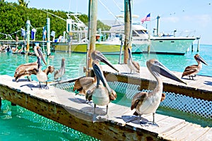 Big brown pelicans in Islamorada, Florida Keys