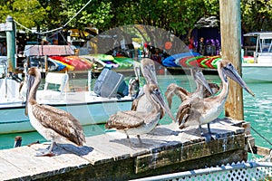 Big brown pelicans in Islamorada, Florida Keys photo