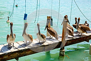 Big brown pelicans in Islamorada, Florida Keys