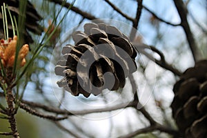 Big brown pine-cone on a branch of a tree