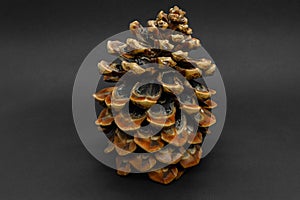 Big brown pine cone placed on black background with copy space