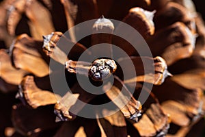 Close up of the big pine tree cone