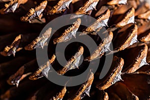 Close up of the big pine tree cone