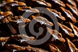 Close up of the big pine tree cone