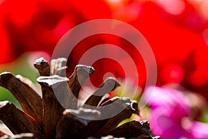 Close up of the big pine tree cone
