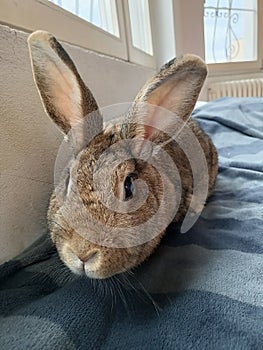 Big brown rabbit in bed - close up front view