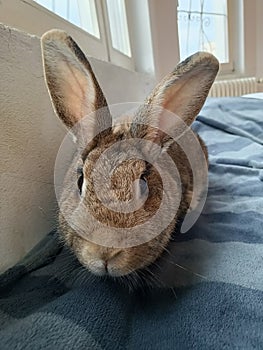 Big brown rabbit in bed - close up front view