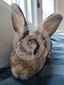 Big brown rabbit in bed - close up front view