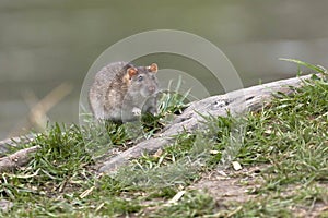 Big brown rat standing still in a green gras on a tree at the edge of a lake.