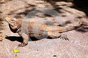 Big brown reptile on the ground