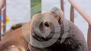 Big brown sealion looking resting and looking around