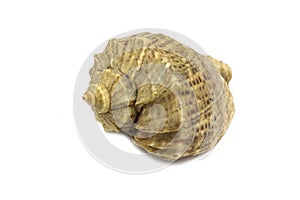 Big brown seashell