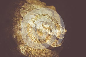 Big Brown Seashell Filtered