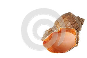 Big brown seashell isolated with white background with place for text