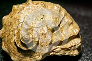 Big Brown Seashell