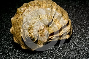 Big Brown Seashell