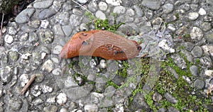 big brown slug crawling along the concrete path