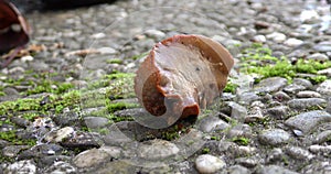 Big brown slug crawling along the concrete path