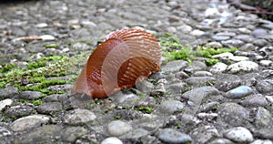 Big brown slug crawling along the concrete path