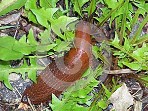 Big brown slug in the dandelion leaves