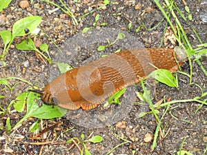 Big brown slug snail in the forest