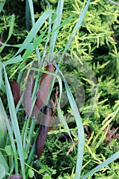 Big brown slugs crawling on green grass in summer