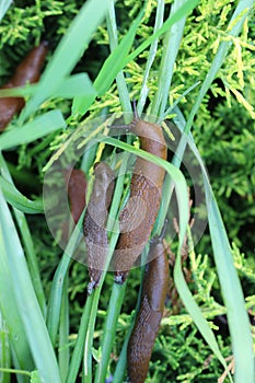 Big brown slugs crawling on green grass in summer