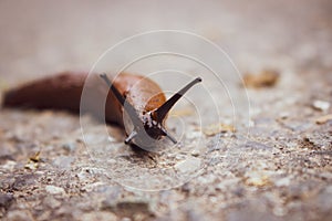 Big brown snail close up. Snail with antenna on the ground. Nature macro. Slime without shell. Homeless snail. Wildlife concept.