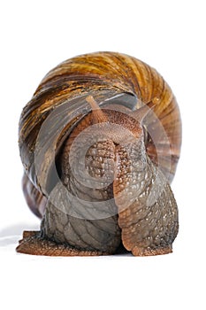 Big brown snail looking face to camera isolated on white background.