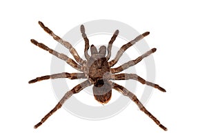 Big brown spider pamphobetus antinous close up, isolated