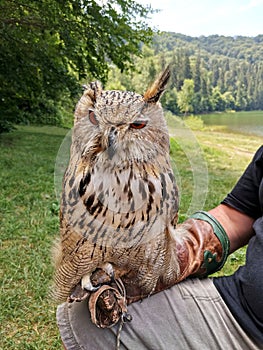 Big brown tamed owl on a human hand photo