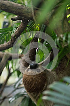 Big brown three-toed sloth climbing on a branch