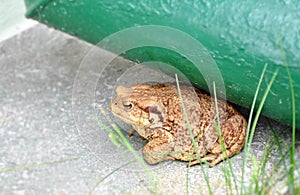 Big brown toad frog in the garden