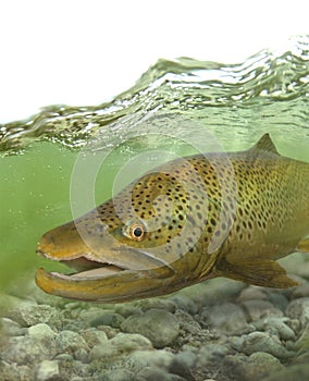 Big brown trout fish in the stream