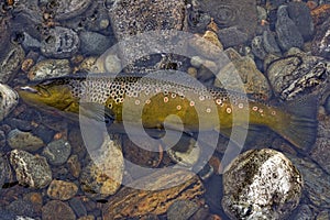 big brown trout on fly