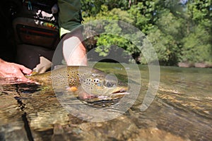 Big brown trout in the hands of fisherman