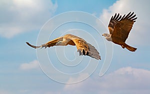 Big brown vulture and a eagle in flight