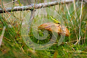 Big brown wet mushroom in the forest during autumn season. Bay bolete fungus photo