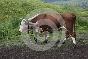 Big brown white-headed cow goes to pasture eating fresh green grass