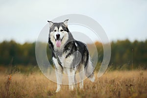 Big brown white purebred majestic Alaskan Alaska Malamute dog on the empty field in summer park