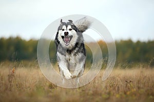 Big brown white purebred majestic Alaskan Alaska Malamute dog walking on the empty field in summer park