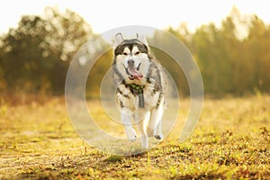 Big brown white purebred majestic Alaskan Alaska Malamute dog walking on the empty field in summer park