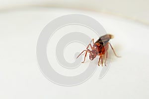 Big brown winged ant