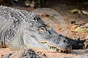 Big Brown and Yellow Amphibian Prehistoric Crocodile