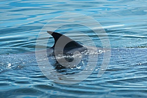 Big Bryde`s Whale swim to the water surface to exhale by blowing the water into the air. There are many Bryde`s Whale living in th