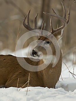 Big Buck