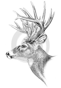 Big buck antlers hunting illustration, hand drawn photo