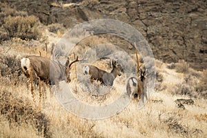 Big buck chasing his does