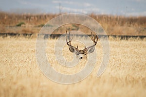 Big Buck hiding in the brush