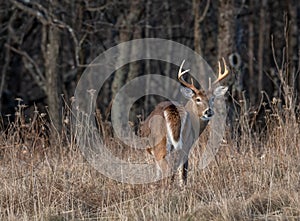 Big buck looking over his shoulder